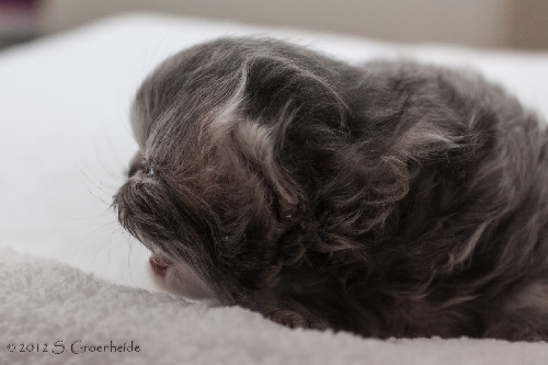 Thor van Syltin's Huis: Persian? male, blue tabby blotched @ 12 days